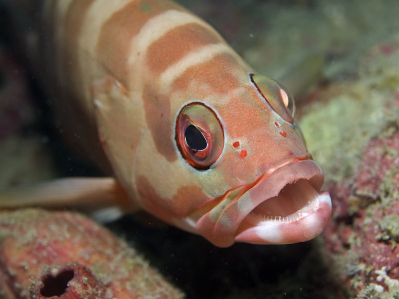 Squirrel fish, Seaventures House Reef